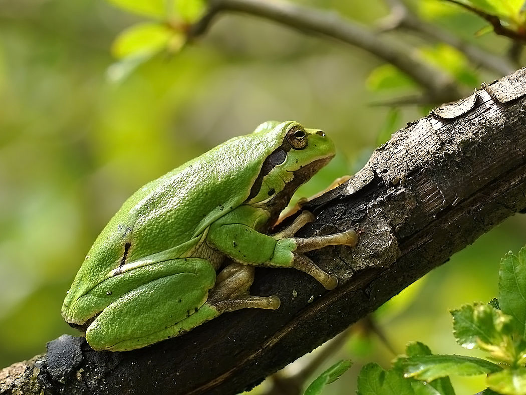 Egehoved (Vordingborg, Sjælland)