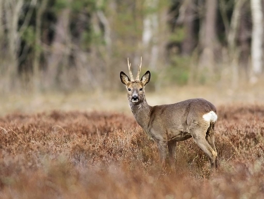 Melby Overdrev (Halsnæs, Hovedstaden)