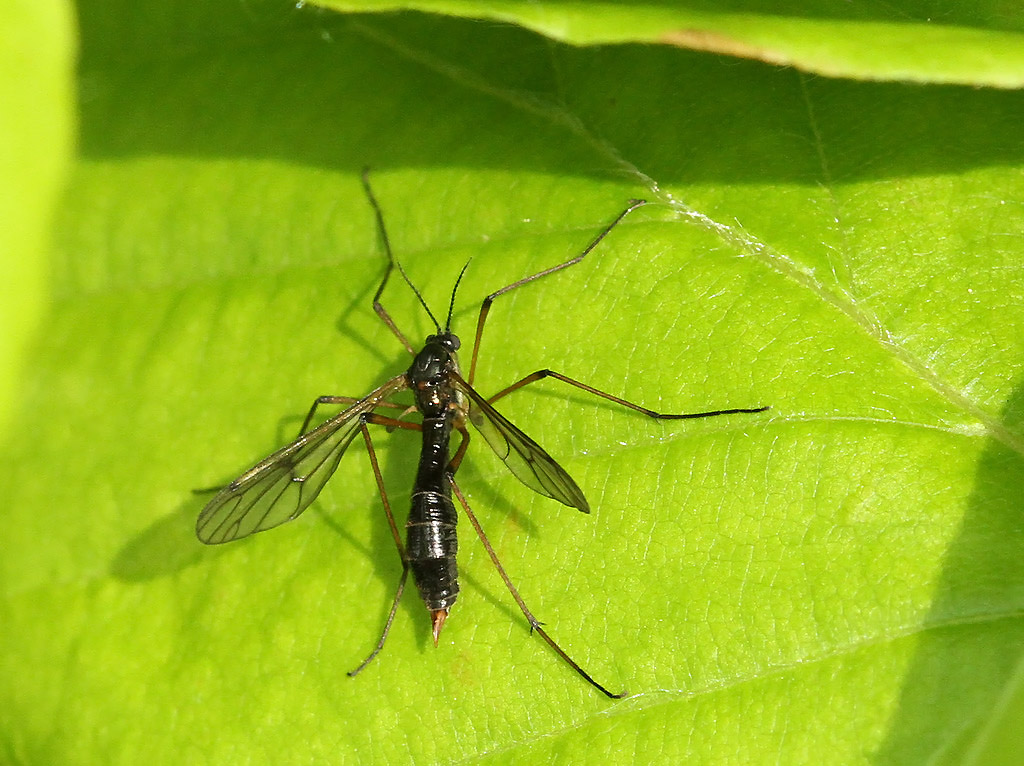 Ptychoptera sp. Danske Svampe