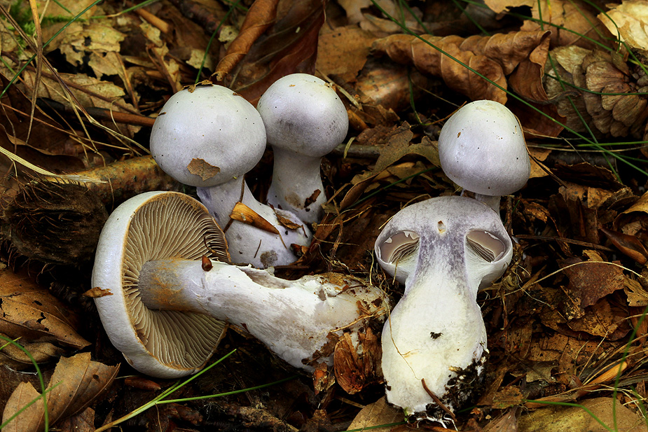 Cortinarius alboviolaceus (Lysviolet slørhat) Grib Skov 16/09/2012