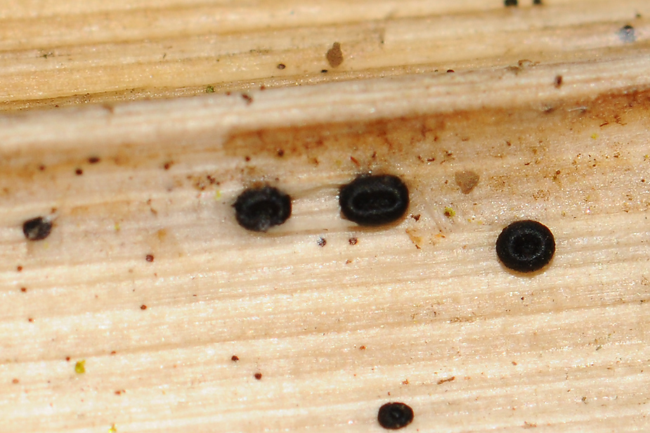 Heterosphaeria patella (Almindelig pudeskive)Vestskoven 18/03/2012