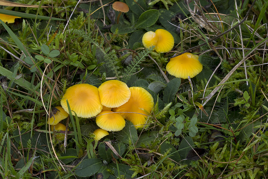 Hygrocybe ceracea (Voksgul vokshat)  Feddet 18/10/2014