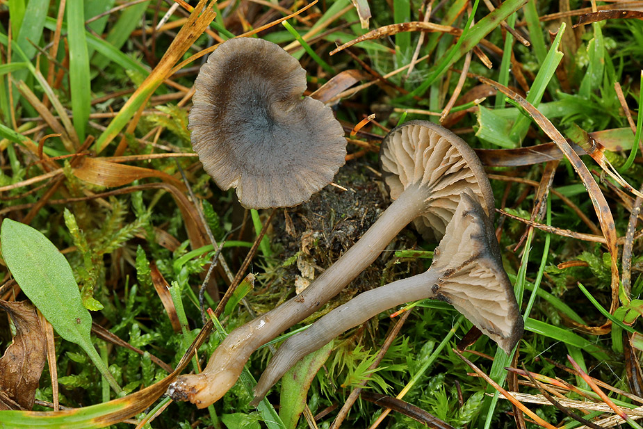 ok cf. sarcitum