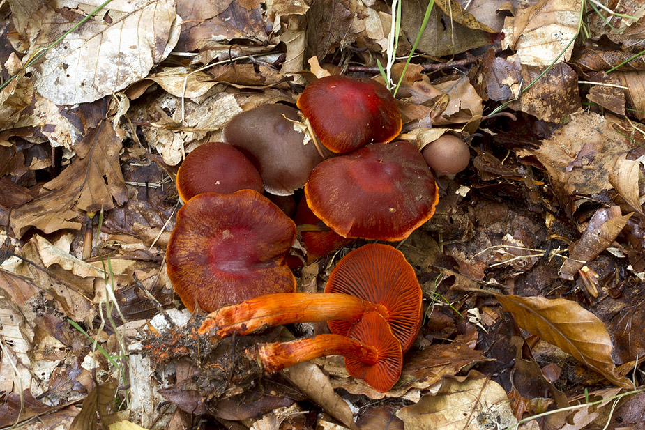 ok