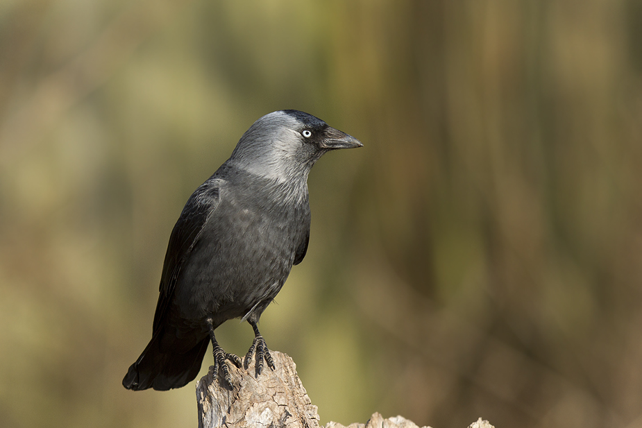 Corvus monedula (Allike)
