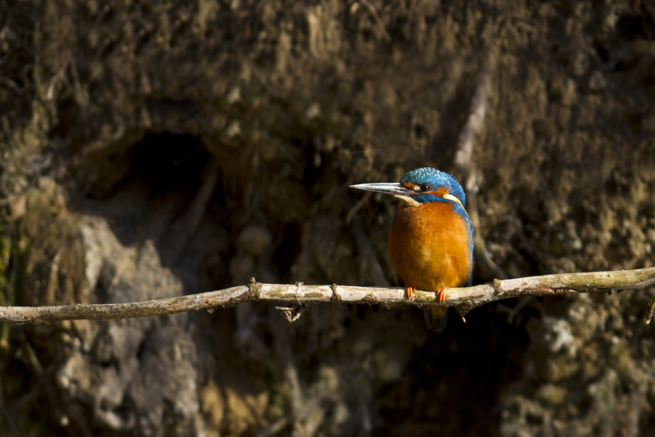 Alcedo atthis (Isfugl)