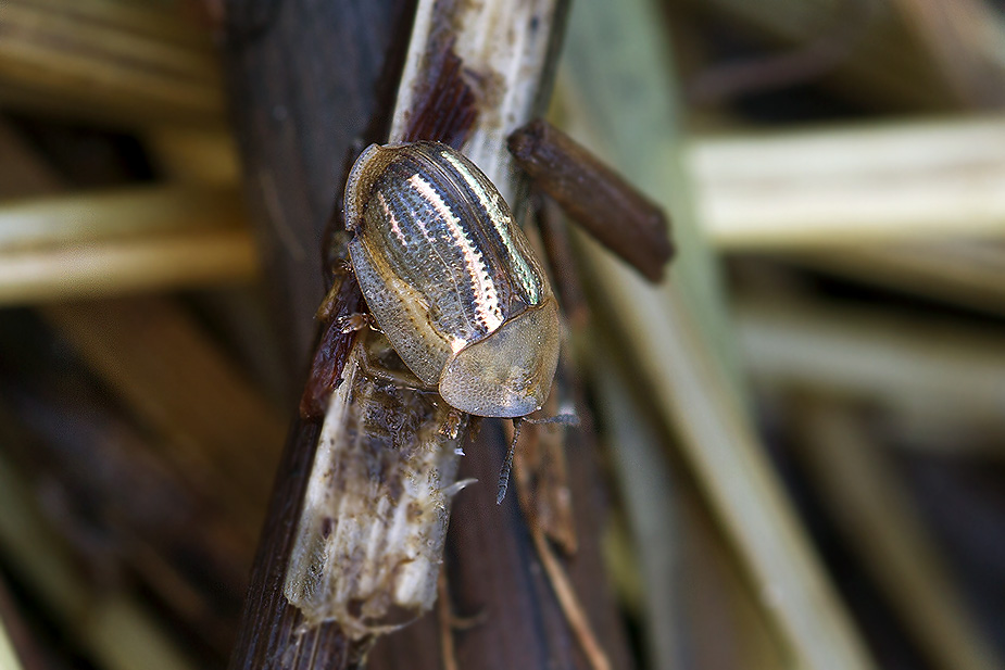 Cassida nobilis (Sølvstribet skjoldbille)