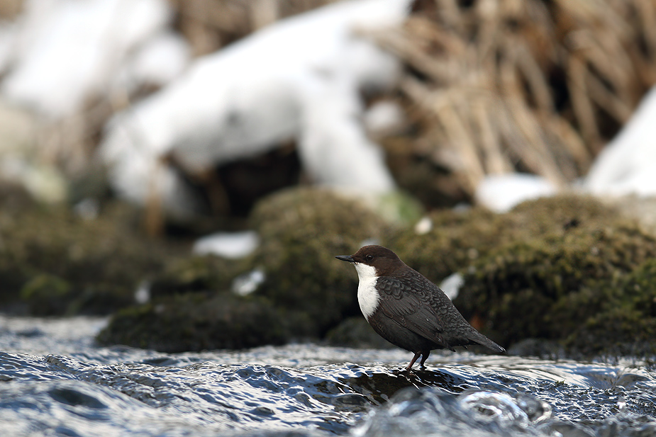 Cinclus cinclus (Vandstær)