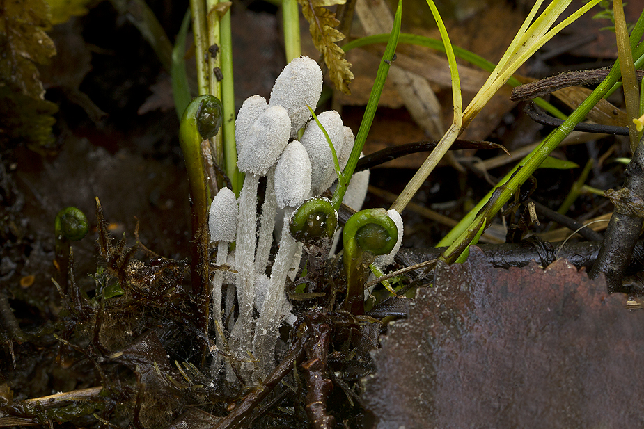 Coprinopsis saccharomyces (Gær-Blækhat)