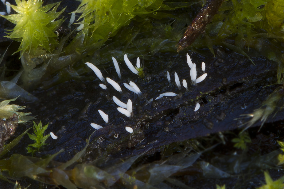 Ceratellopsis sagettiformis