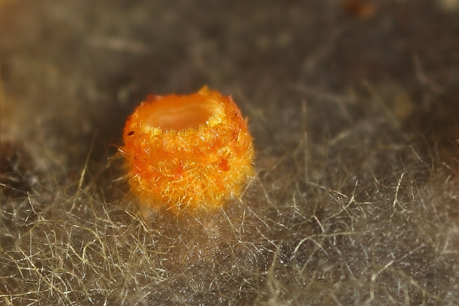 Arachnopeziza aurelia (Flamme-spindskive)