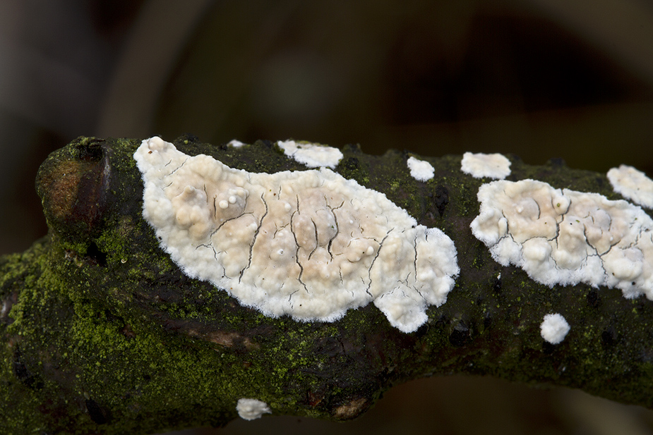 ok
