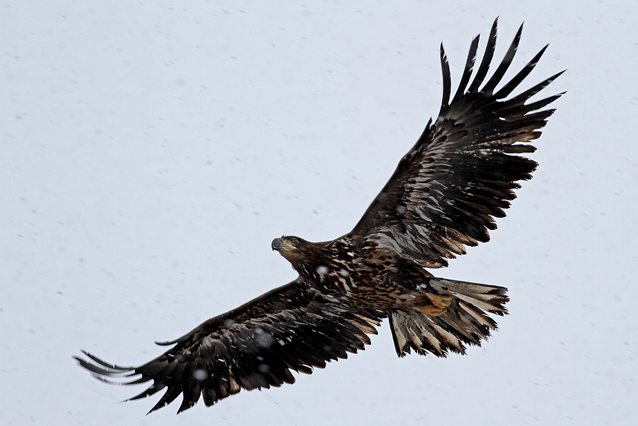 Haliaeetus albicilla (Havørn)