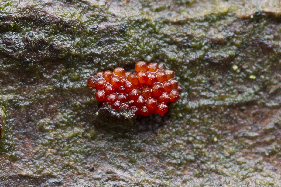 On fagus