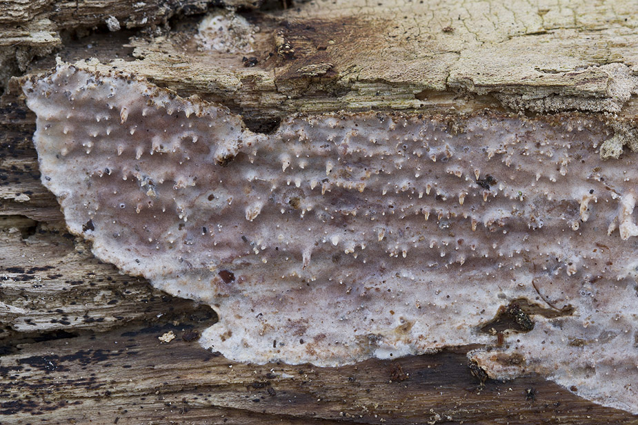 Eichleriella deglubens (Bævreskorpe)Allindelille Fredskov 20/03/2016