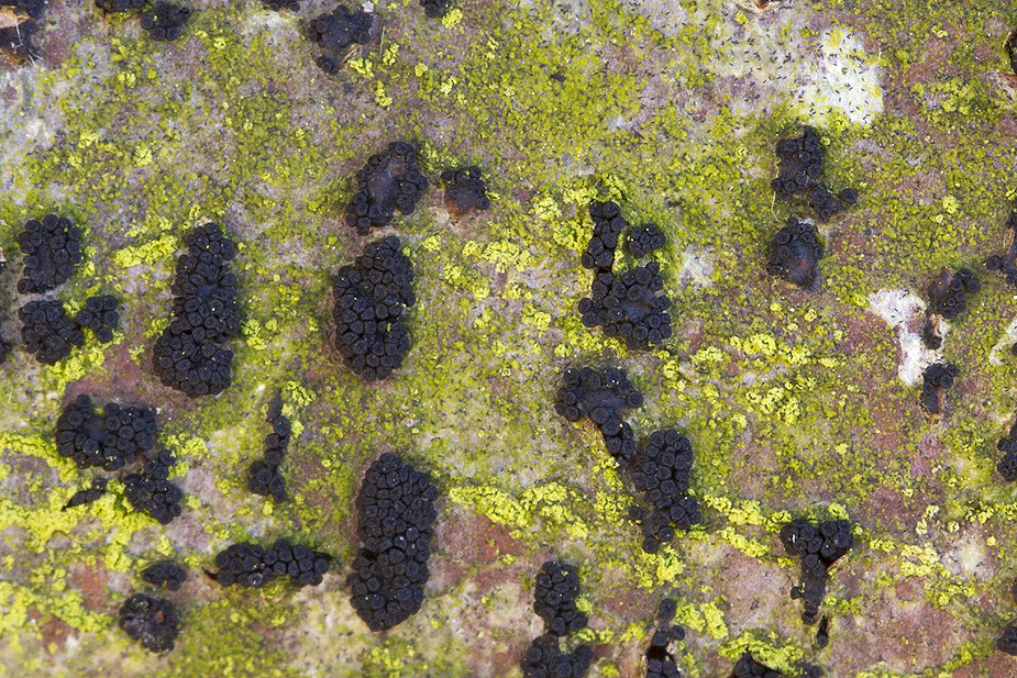 Nitschkia Danske Svampe