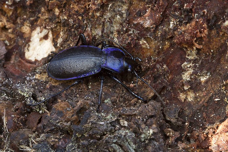 Carabus problematicus Jysk løber Danske Svampe