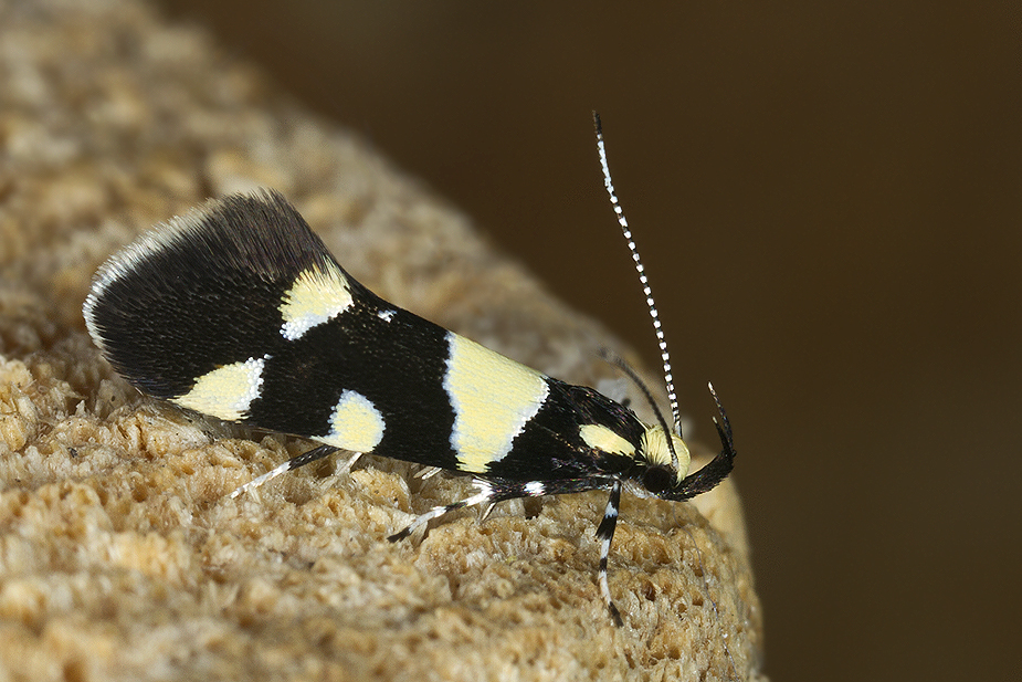 Eratophyes amasiella