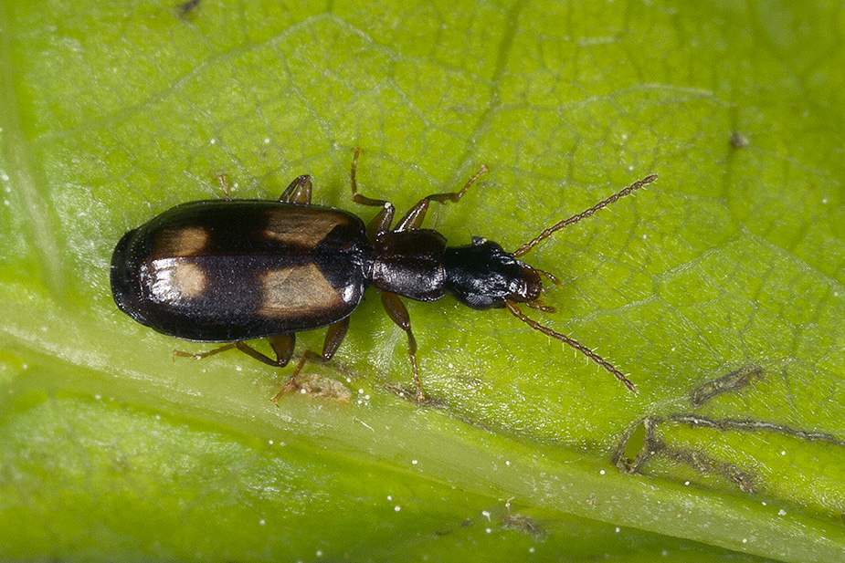 Calodromius spilotusLysplettet barkløber Danske Svampe