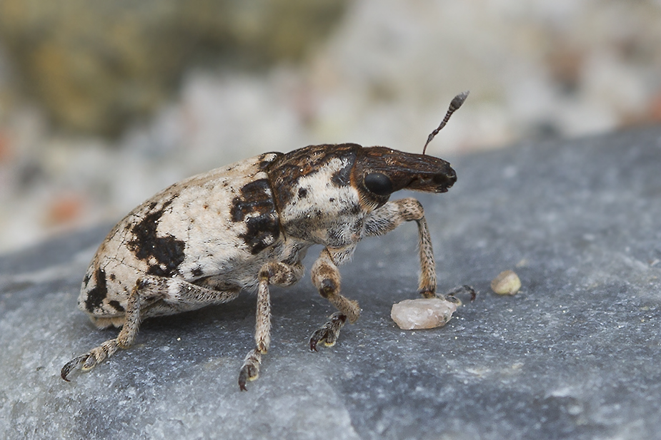 Bothynoderes affinis
