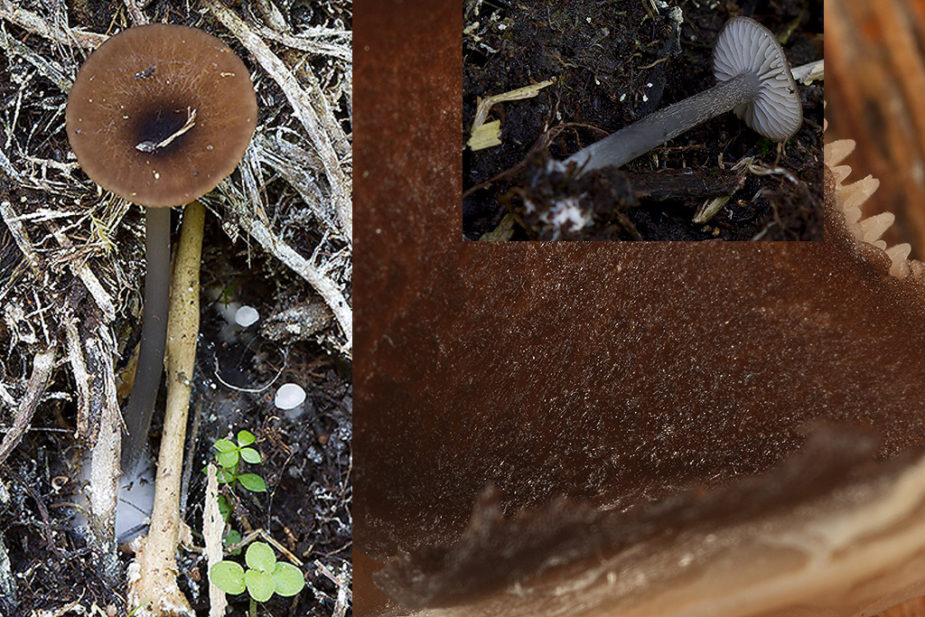 ok