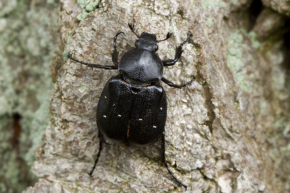 Gnorimus variabilis (Sort pragttorbist)