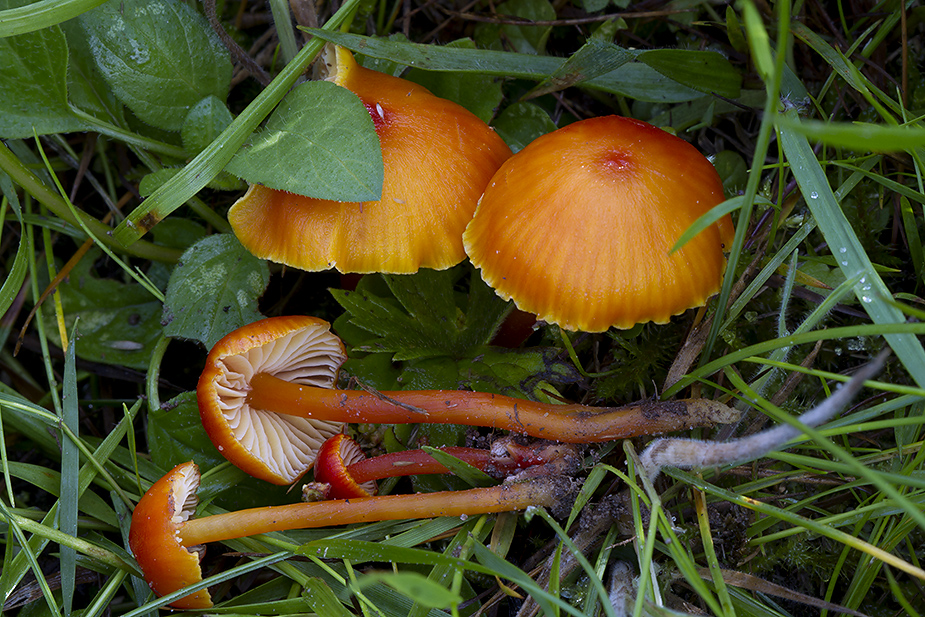 Hygrocybe subpapillata (Papil-vokshat)