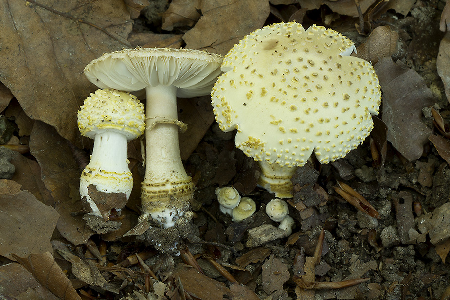 Amanita franchetii (Gulrandet fluesvamp)