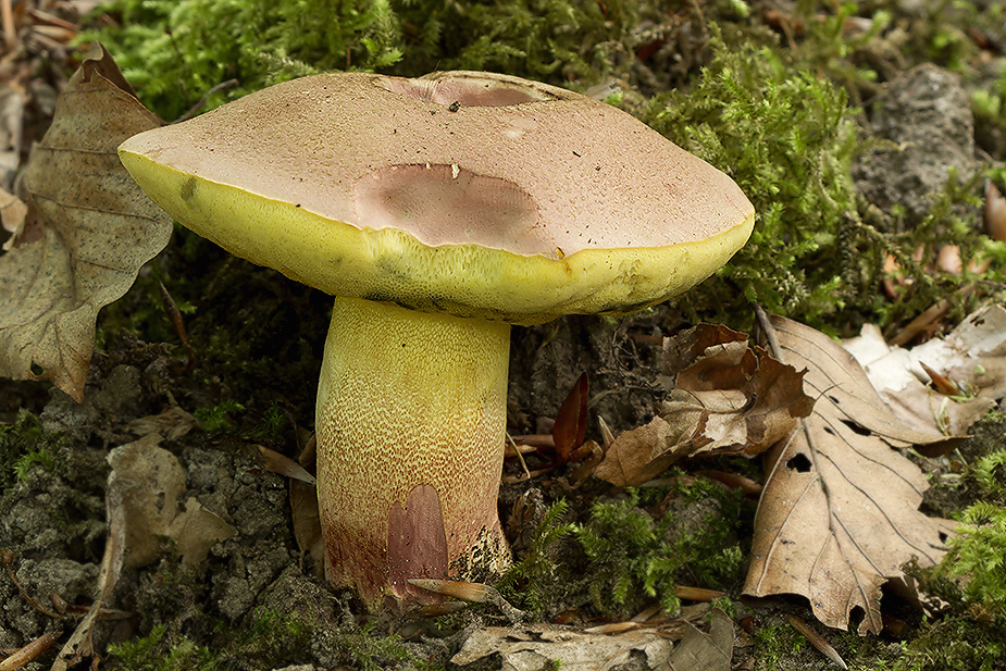 Butyriboletus fuscoroseus