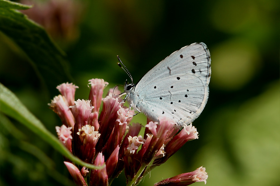 Celastrina argiolus - Skovblåfugl