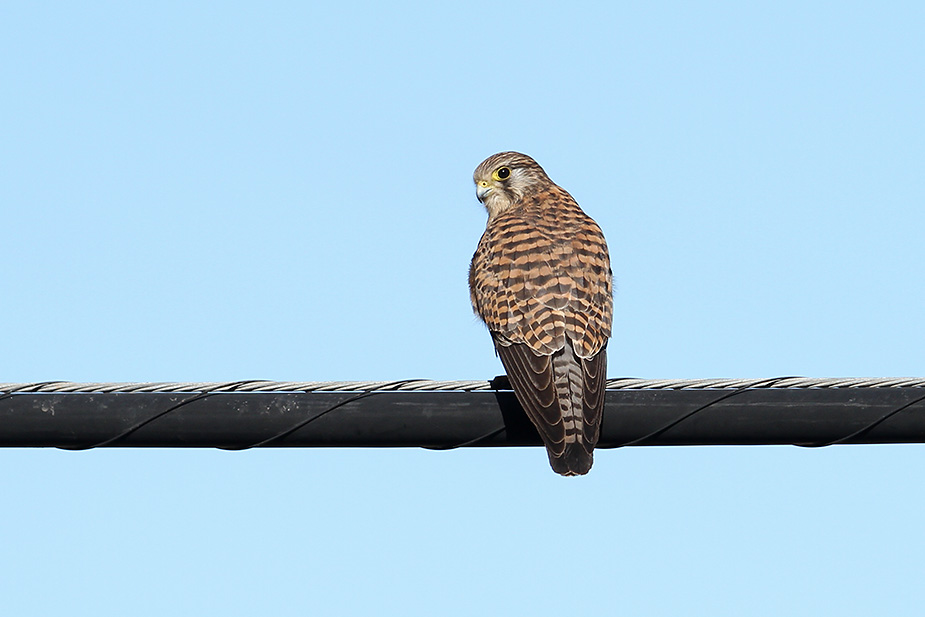 Falco tinnunculus ssp. canariensis - Tårnfalk