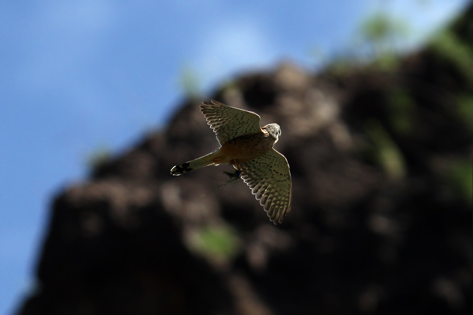 Falco tinnunculus ssp. canariensis - Tårnfalk
