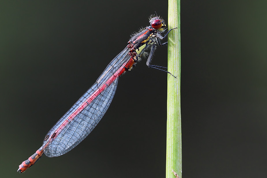 ok