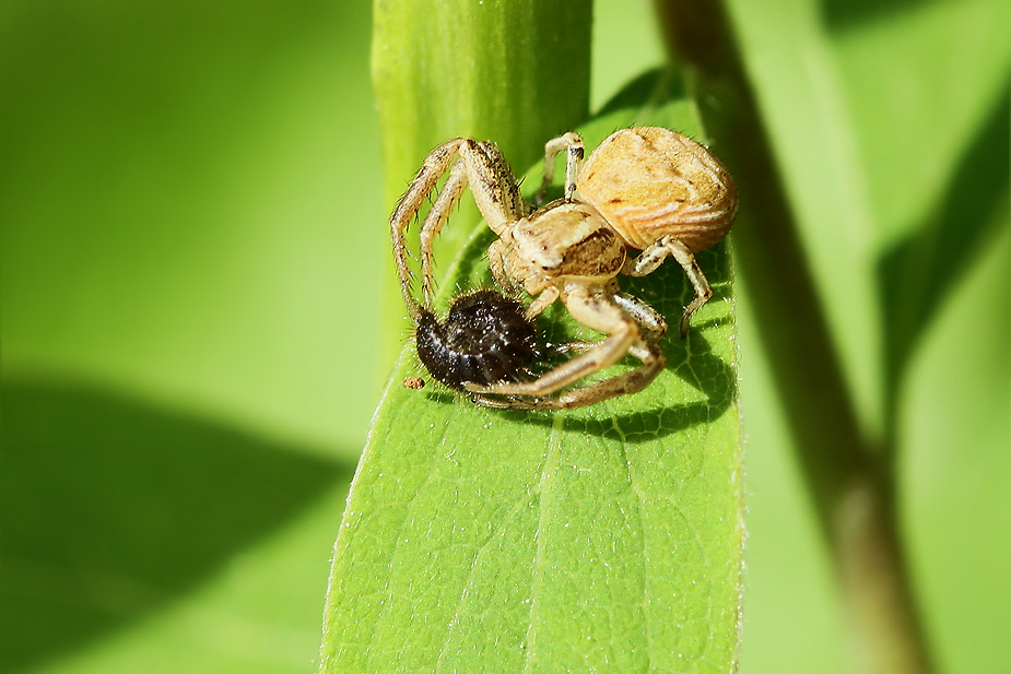 ok