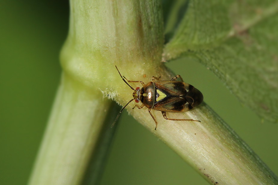 ok