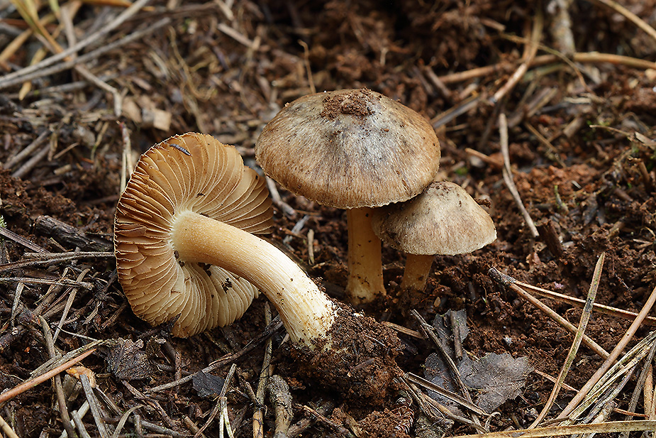Inocybe griseotarda