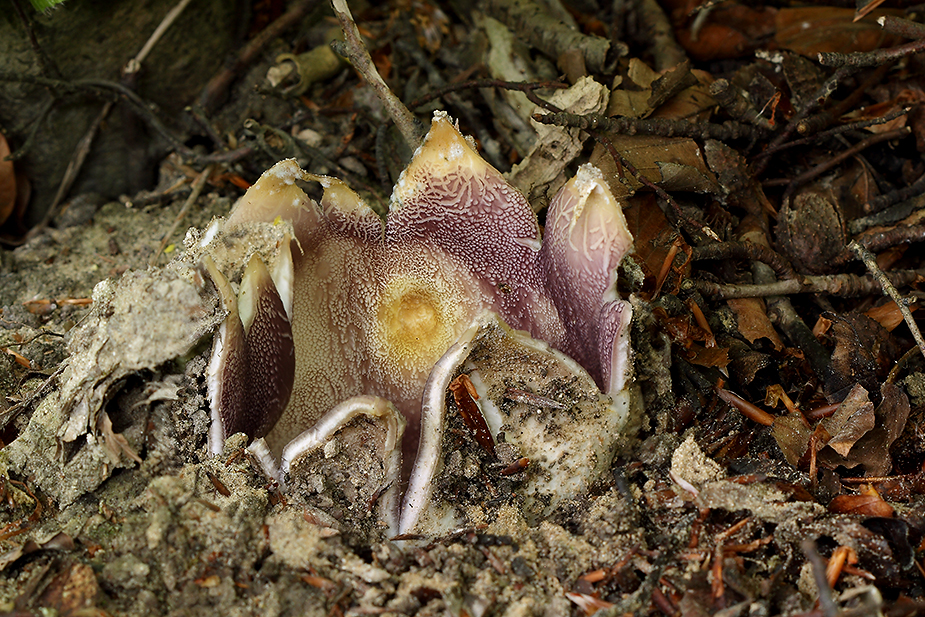 Sarcosphaera coronaria - Stjernebæger