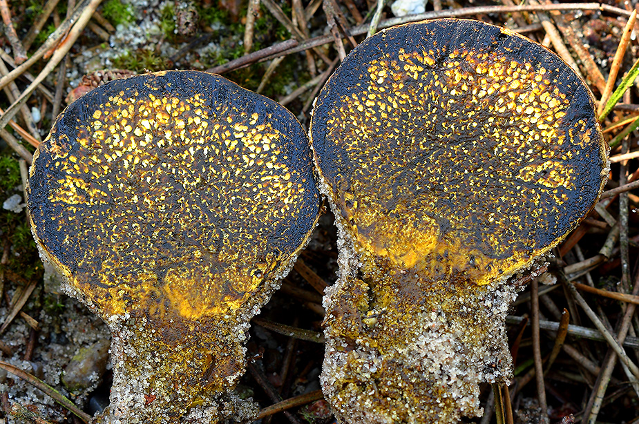 Pisolithus arrhizus (Farvebold)