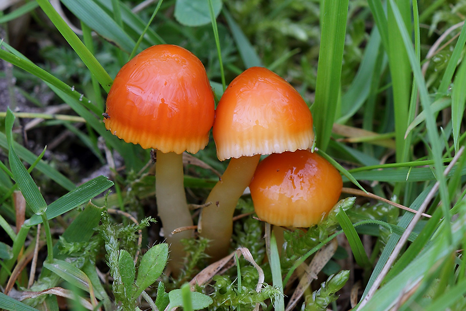 Gliophorus perplexus