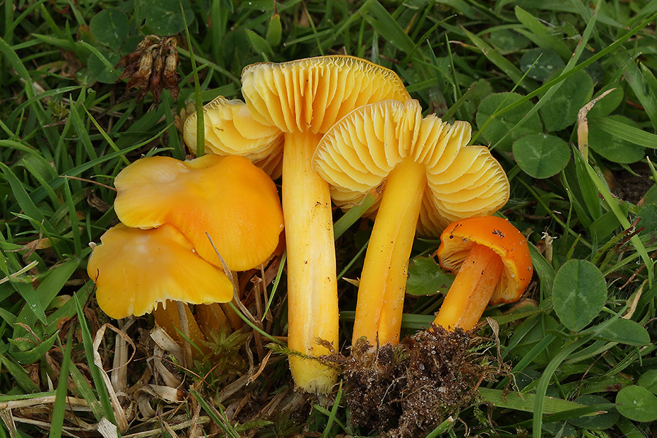 Hygrocybe aurantiosplendens (Orangegylden vokshat)