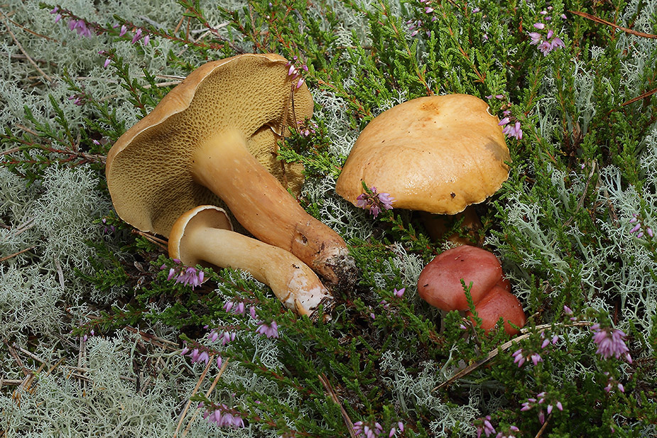 Suillus bovinus (Grovporet slimrørhat)