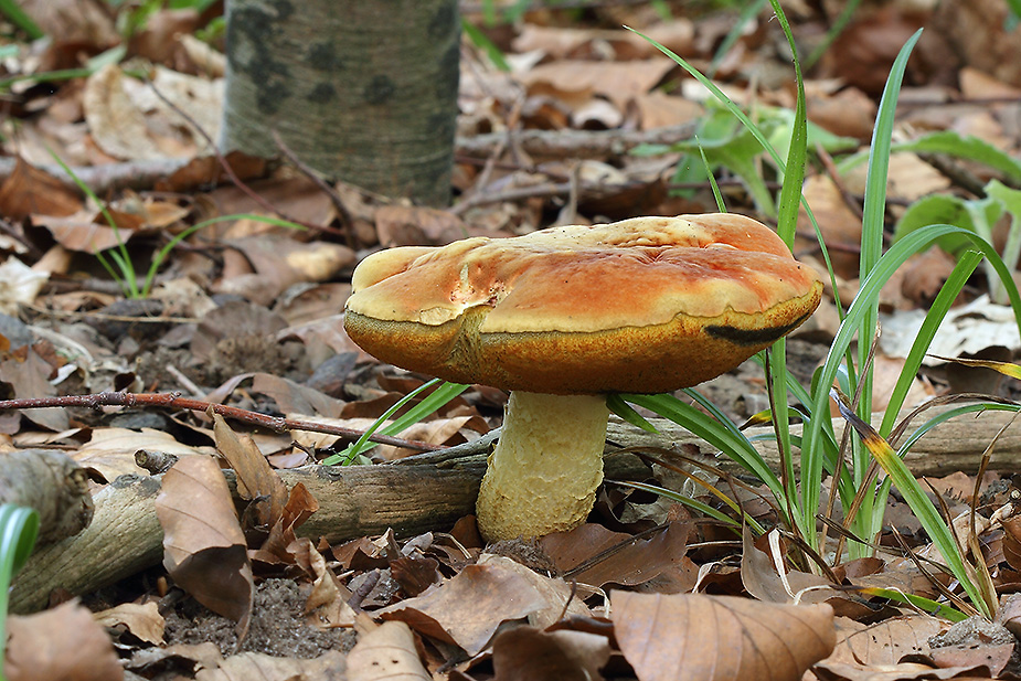 Suillellus queletii (Glatstokket indigo-rørhat)