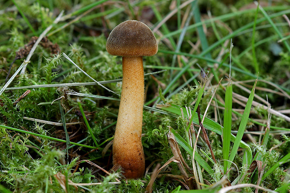 Xerula longipes (Filtet pælerodshat)