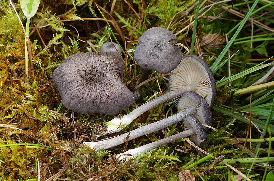 Entoloma mougeotii - Violetgrå rødblad