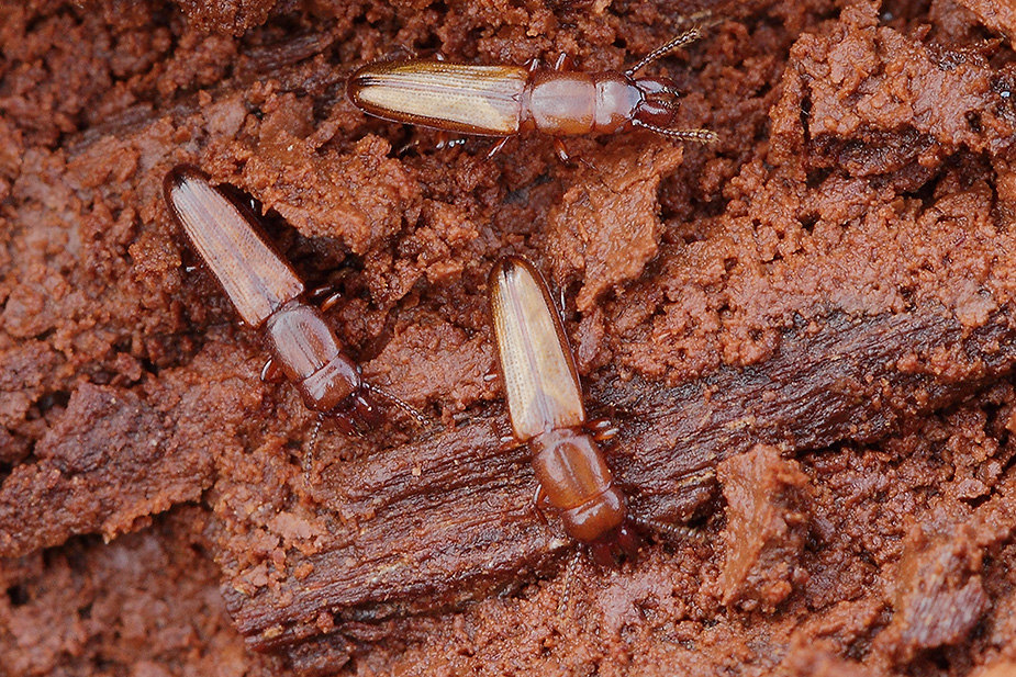 Prostomis mandibularis - Talgvedbille