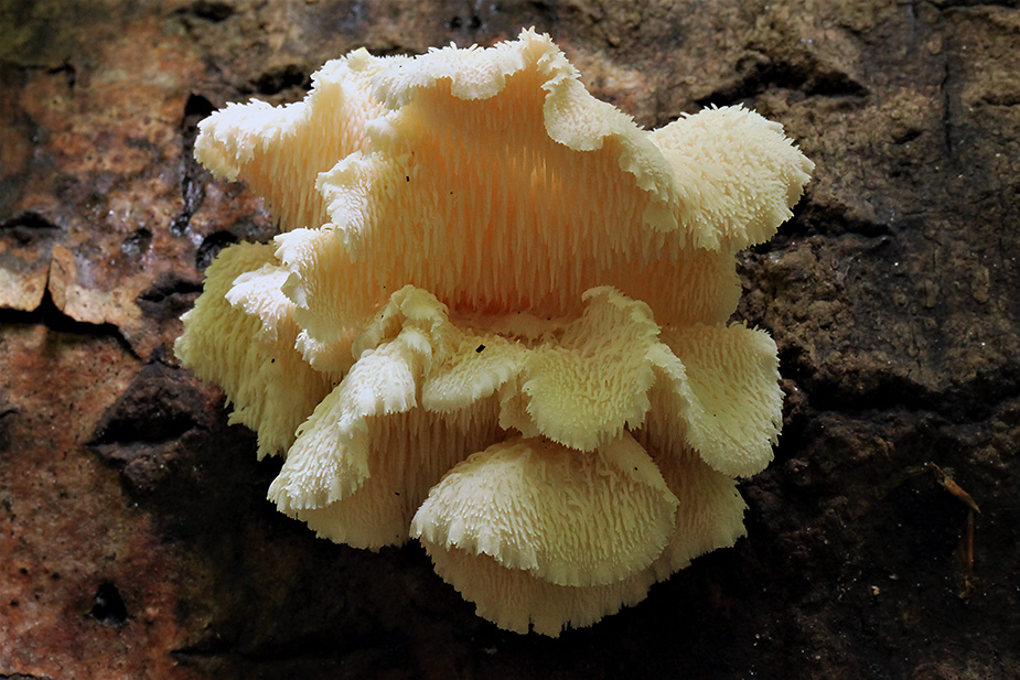 Hericium cirrhatum (VU) Børstepigsvamp<br />© Erik Arnfred Thomsen