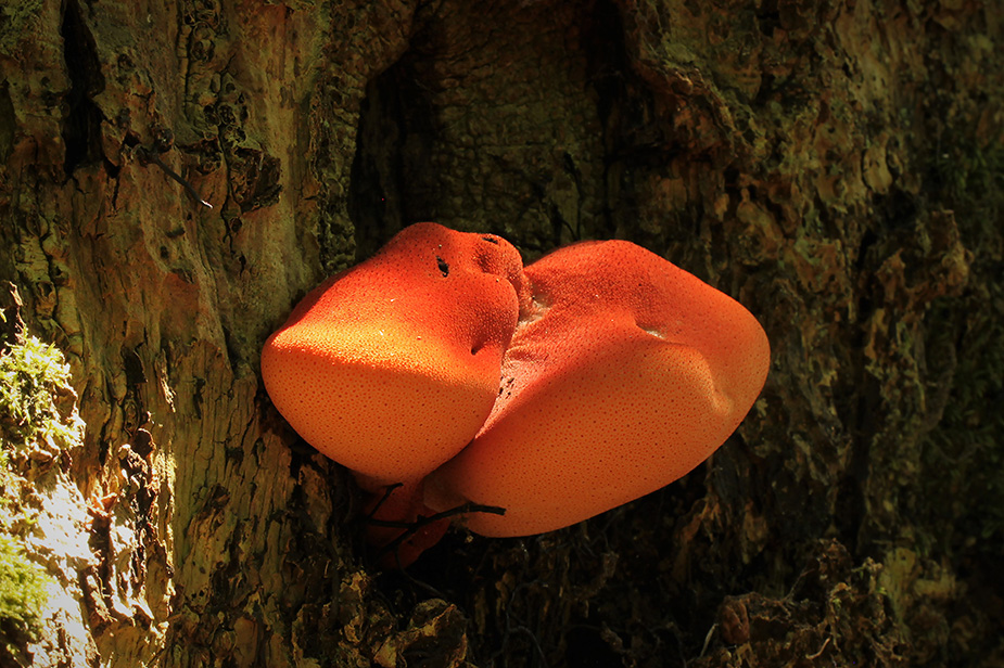Fistulina hepatica (LC) Oksetunge<br />© Erik Arnfred Thomsen