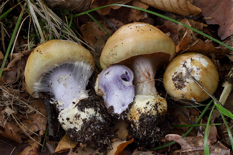 Грибы Паутинники Съедобные Фото И Описание – Telegraph