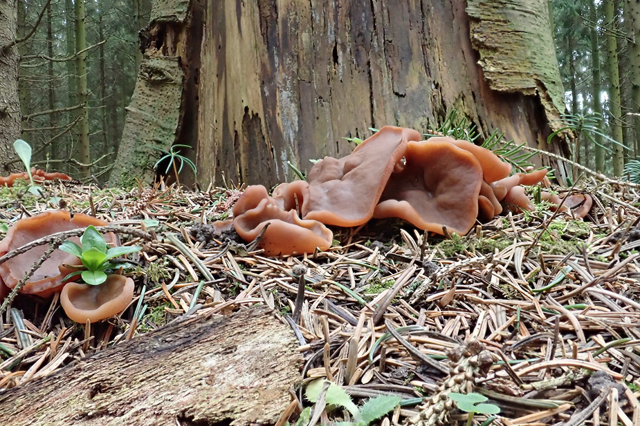 Gyromitra ancilis - Udbredt stenmorkel