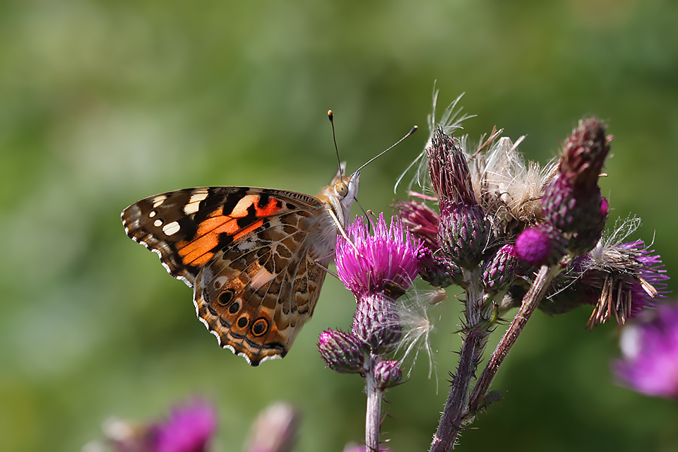 Vanessa cardui -  Tidselsommerfugl